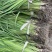 裸根黄菖蒲货源充足规格齐全量大从优欢迎电话联系