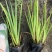 盆栽黄菖蒲基地直发规格齐全欢迎电话联系