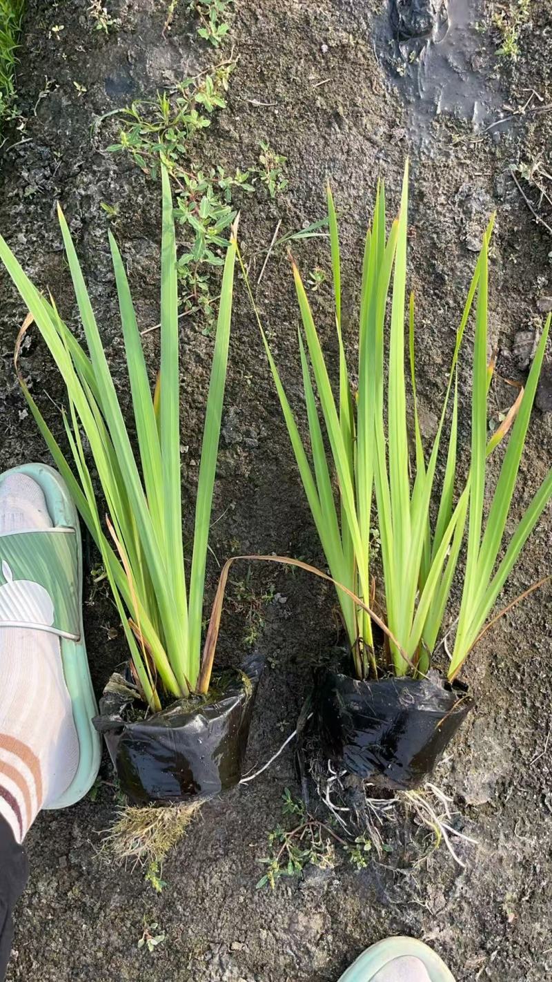 盆栽黄菖蒲基地直发规格齐全欢迎电话联系