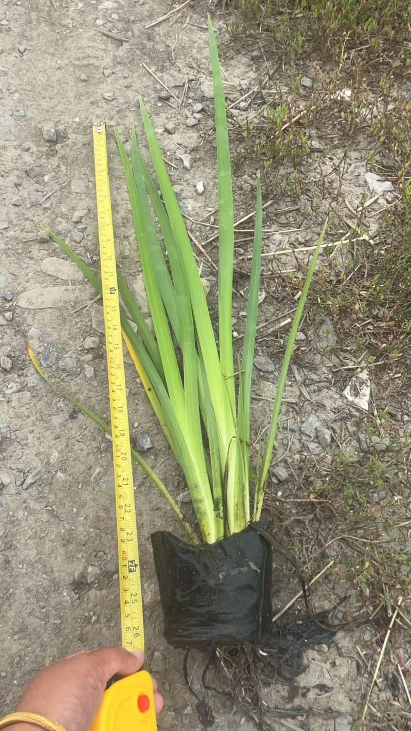 盆栽黄菖蒲基地直发规格齐全欢迎电话联系
