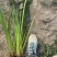 盆栽黄菖蒲基地直发规格齐全欢迎电话联系