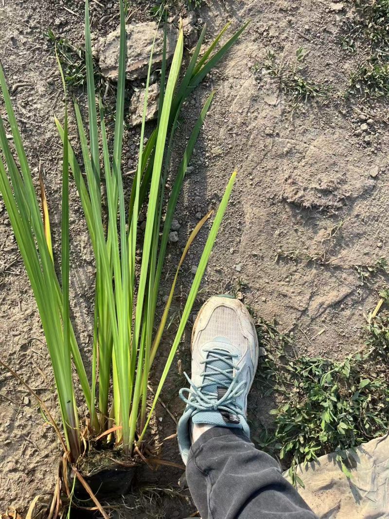 盆栽黄菖蒲基地直发规格齐全欢迎电话联系