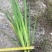 盆栽黄菖蒲基地直发规格齐全欢迎电话联系