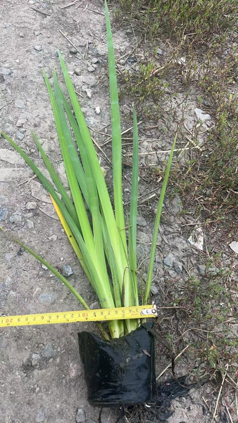 盆栽黄菖蒲基地直发规格齐全欢迎电话联系