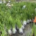 盆栽黄菖蒲基地直发规格齐全欢迎电话联系