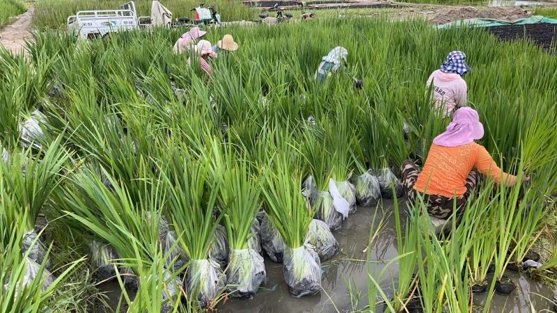 盆栽黄菖蒲基地直发规格齐全欢迎电话联系