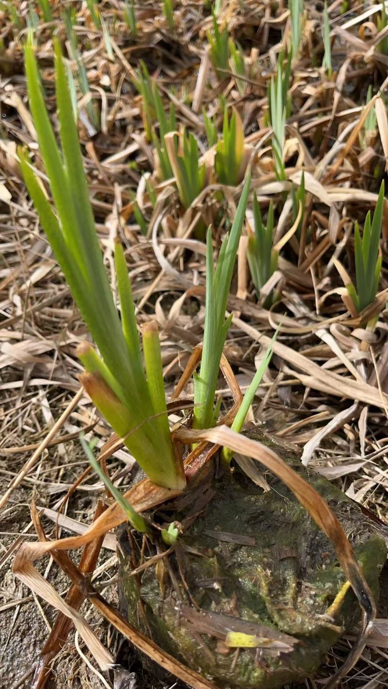 盆栽黄菖蒲基地直发规格齐全欢迎电话联系