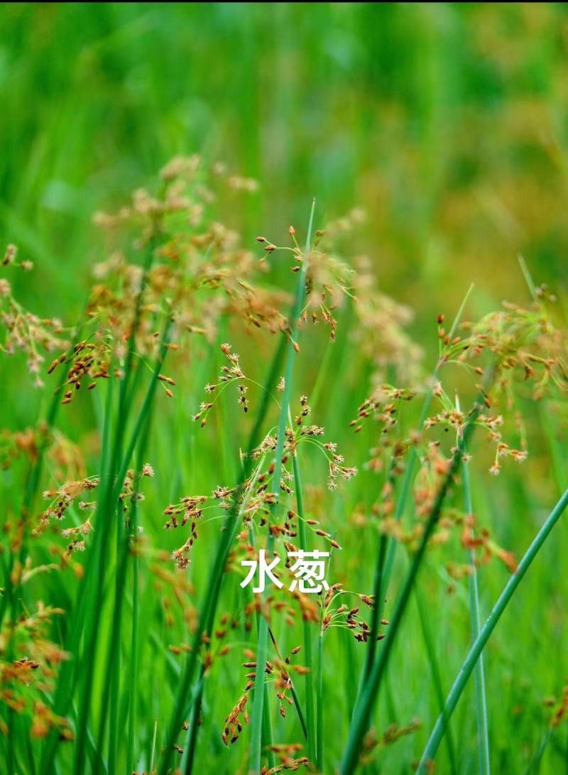 裸根水葱大量供应基地货源规格齐全欢迎联系