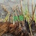 裸根水葱大量供应基地货源规格齐全欢迎联系