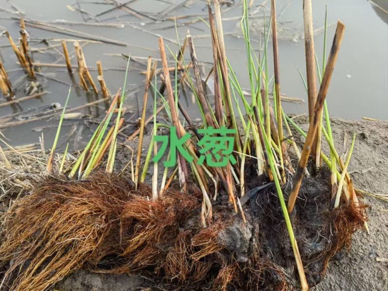 裸根水葱大量供应基地货源规格齐全欢迎联系