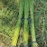 裸根水葱大量供应基地货源规格齐全欢迎联系
