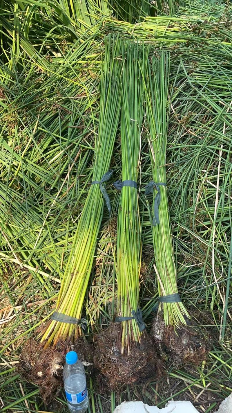 裸根水葱大量供应基地货源规格齐全欢迎联系