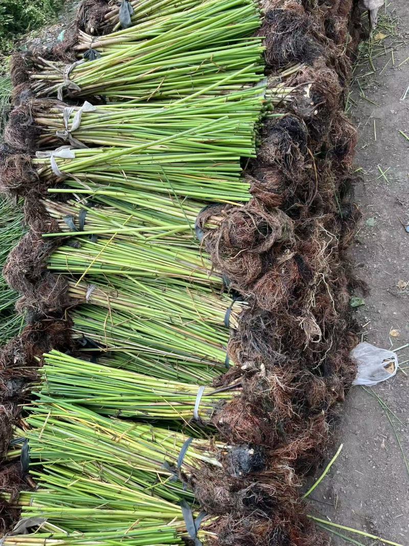 裸根水葱大量供应基地货源规格齐全欢迎联系