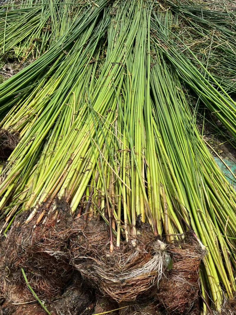 裸根水葱大量供应基地货源规格齐全欢迎联系