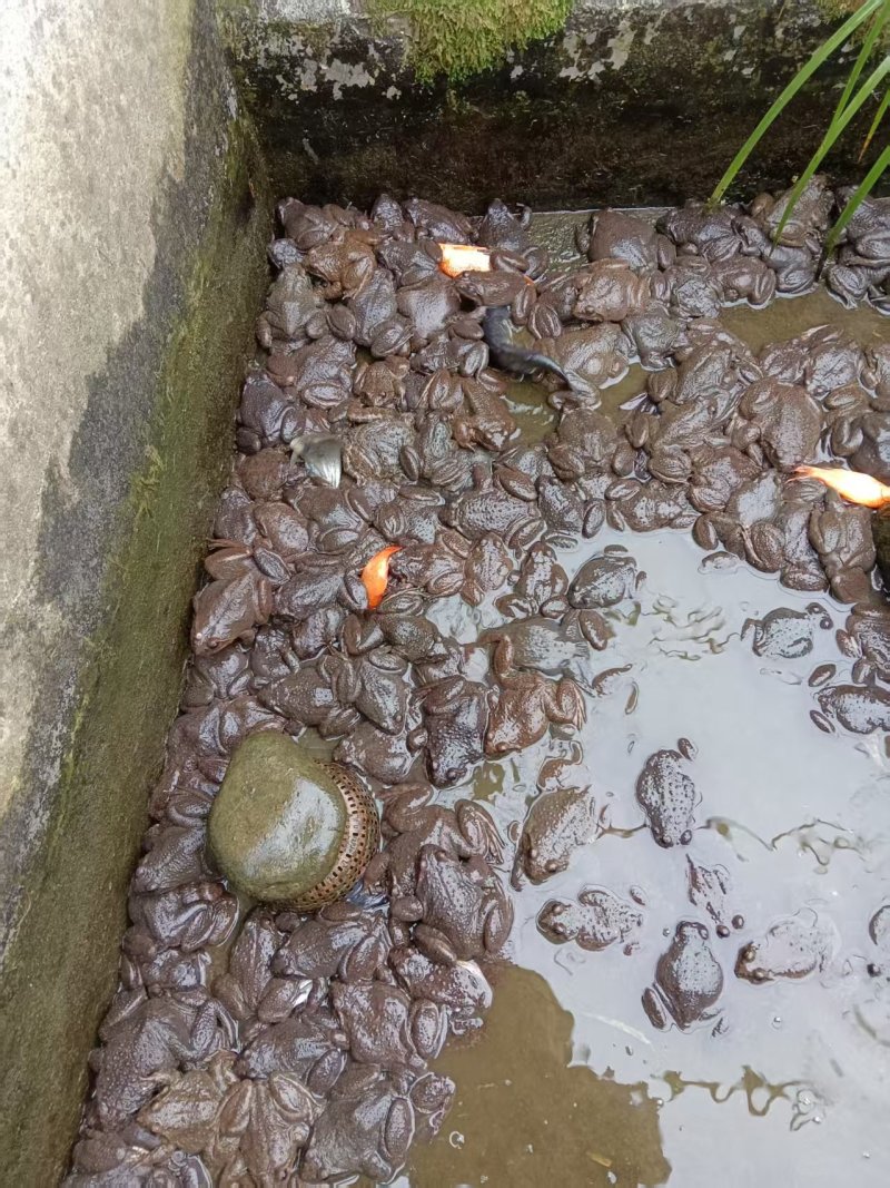 精品石蛙大量供应基地直发，老人，小孩儿，孕妇滋补佳品