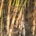 芦苇苗货源充足成活率高根系发达欢迎电话联系
