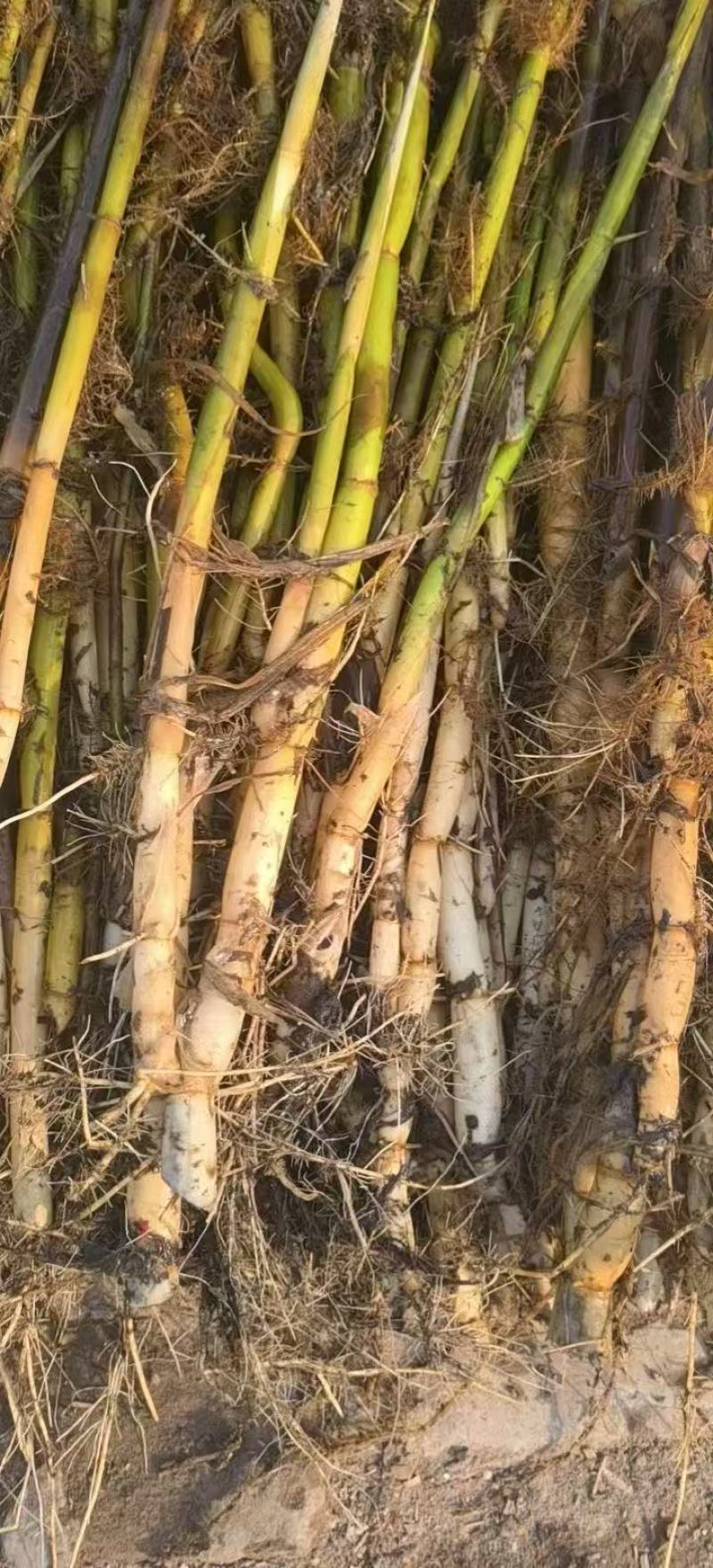 芦苇苗货源充足成活率高根系发达欢迎电话联系