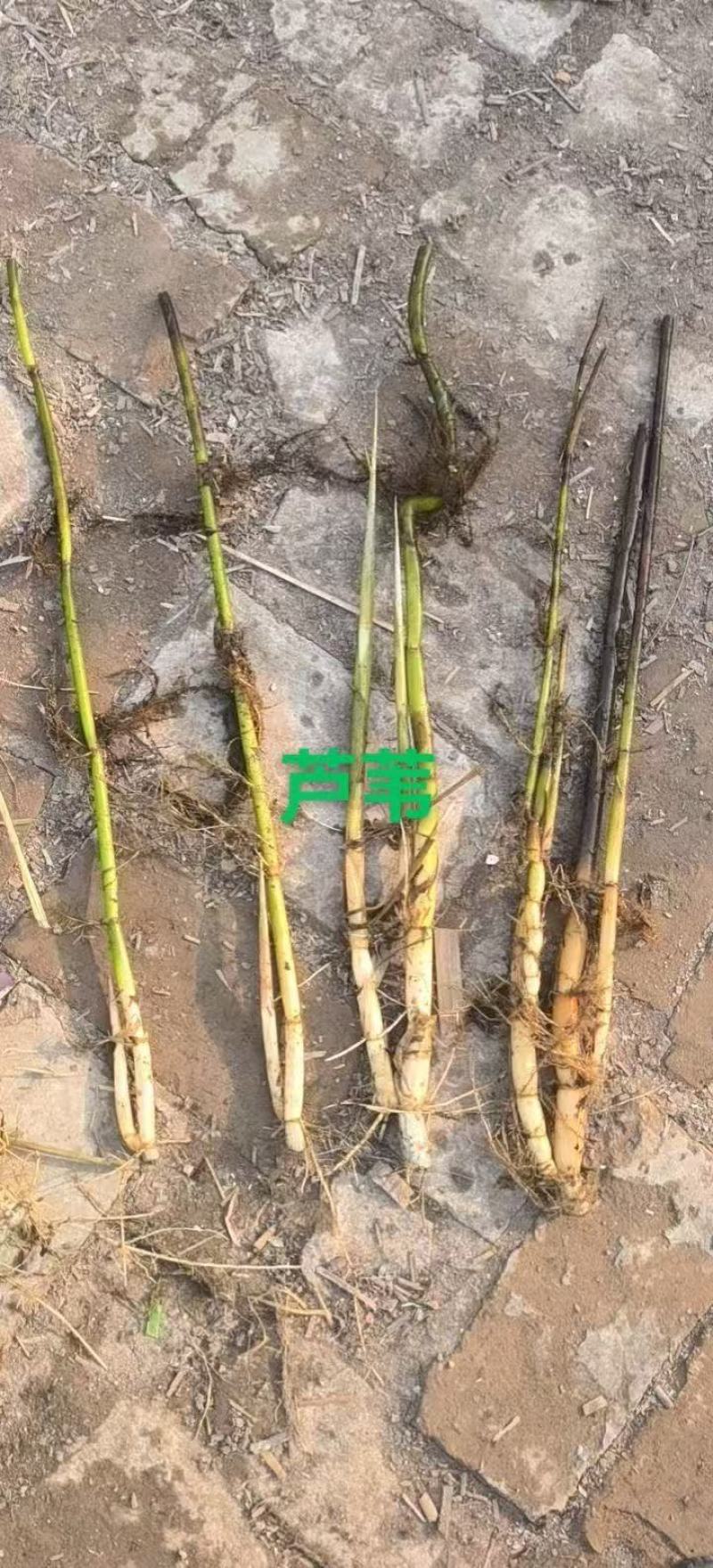 芦苇苗货源充足成活率高根系发达欢迎电话联系