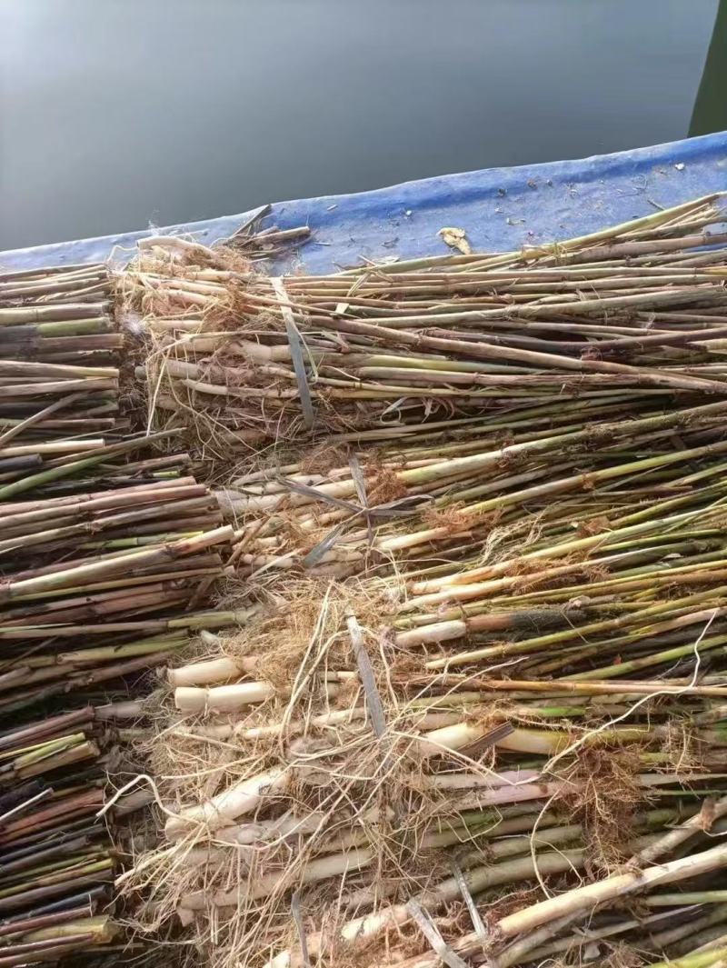 芦苇苗货源充足成活率高根系发达欢迎电话联系