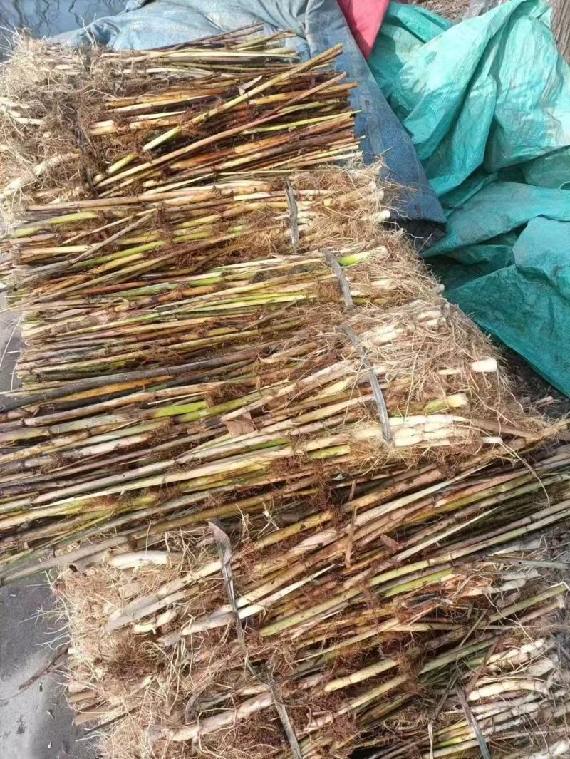 芦苇苗货源充足成活率高根系发达欢迎电话联系