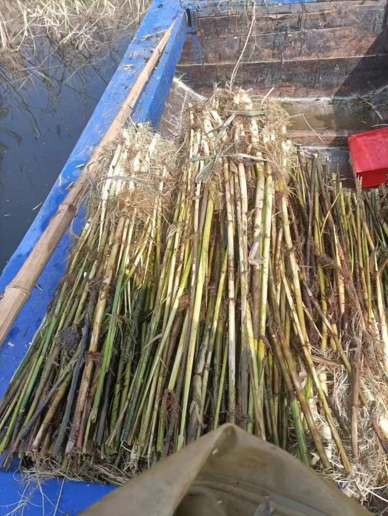 芦苇苗货源充足成活率高根系发达欢迎电话联系