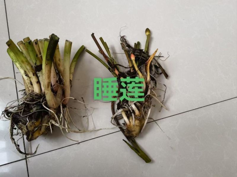 根系壮茎叶美的睡莲基地一手货源一件代发