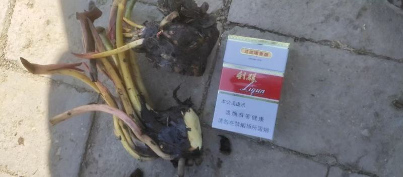 根系壮茎叶美的睡莲基地一手货源一件代发