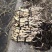白洋淀古代红莲基地货源充足欢迎电话洽谈