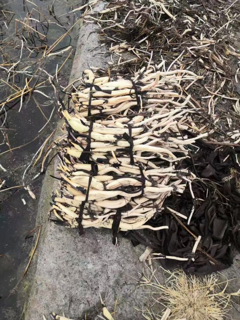 白洋淀古代红莲基地货源充足欢迎电话洽谈