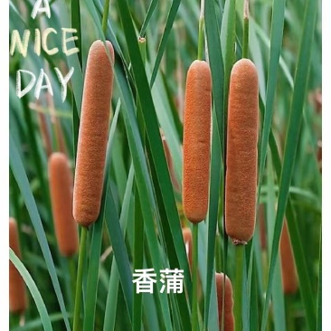 盆栽香蒲产地货源可批发零售欢迎电话洽谈