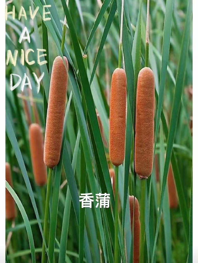 盆栽香蒲产地货源可批发零售欢迎电话洽谈