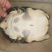 精品甲鱼大量供应，送礼宴请佳品规格齐全。