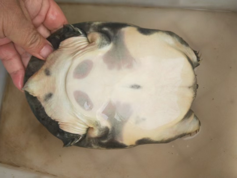 精品甲鱼大量供应，送礼宴请佳品规格齐全。