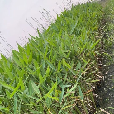 盆栽再力花苗产地货源充足欢迎电话联系