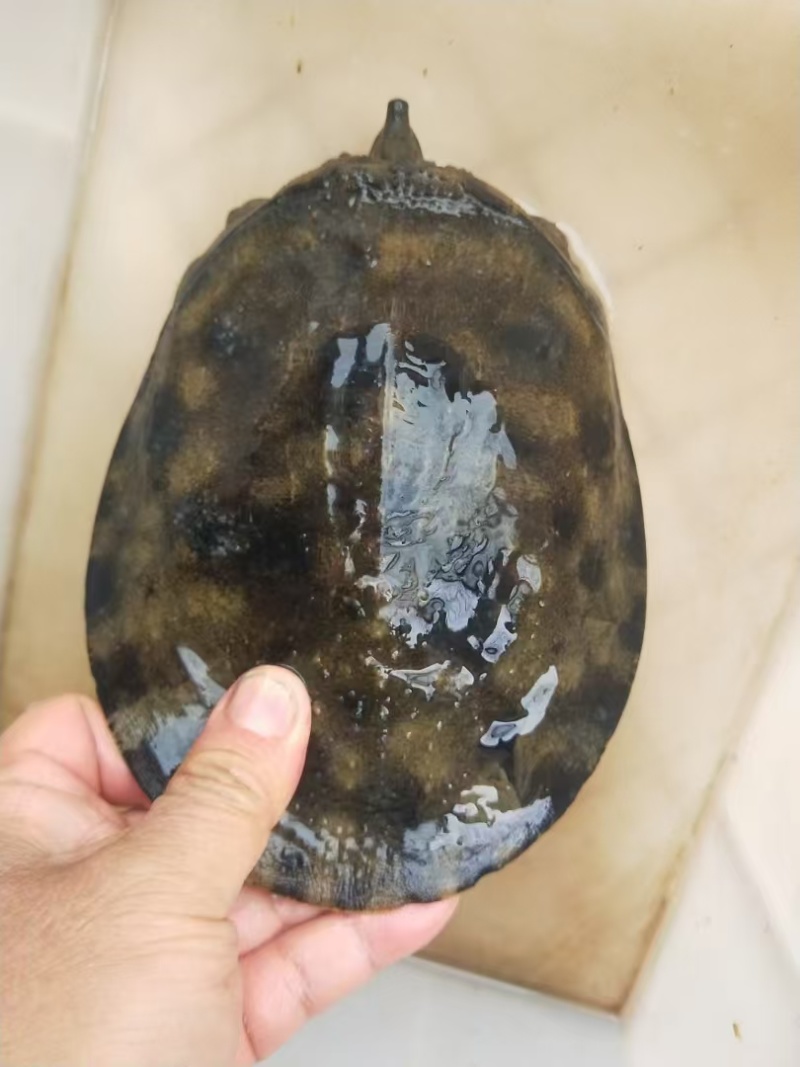 精品甲鱼大量供应，送礼宴请佳品规格齐全。