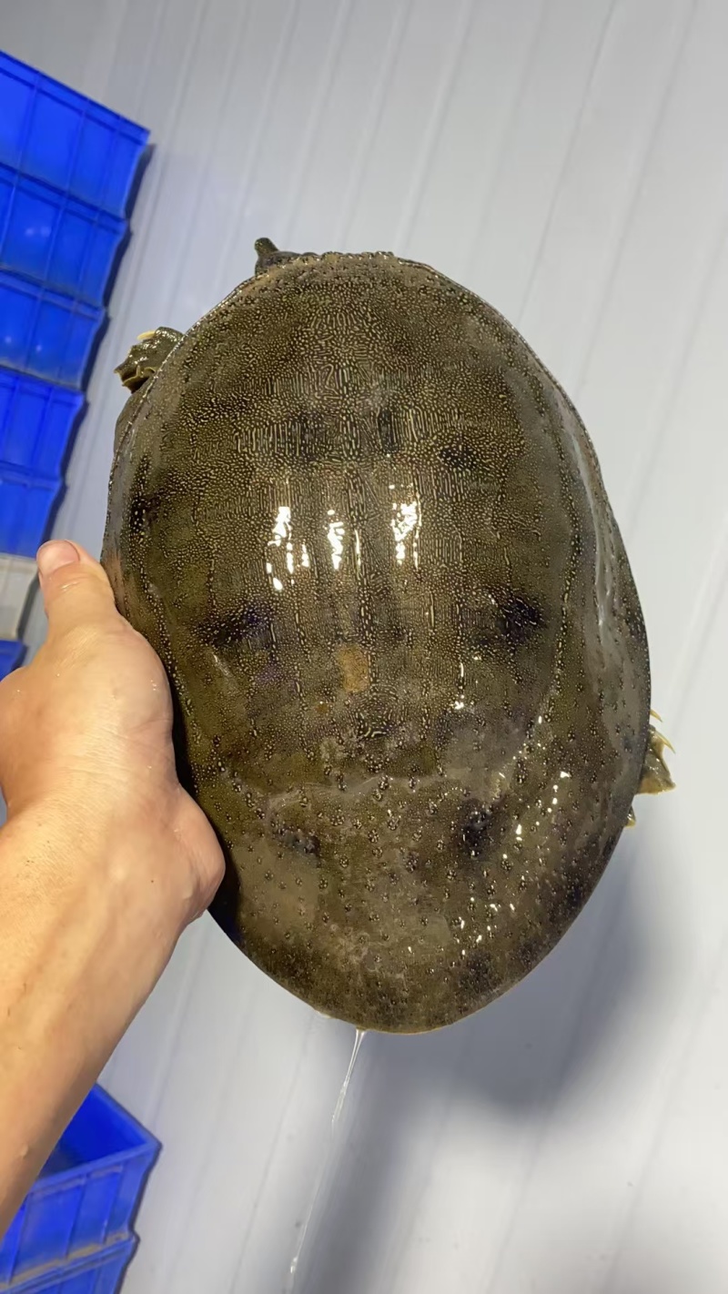精品甲鱼大量供应，送礼宴请佳品规格齐全。