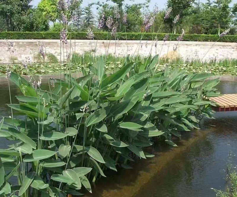 盆栽再力花苗产地货源充足欢迎电话联系