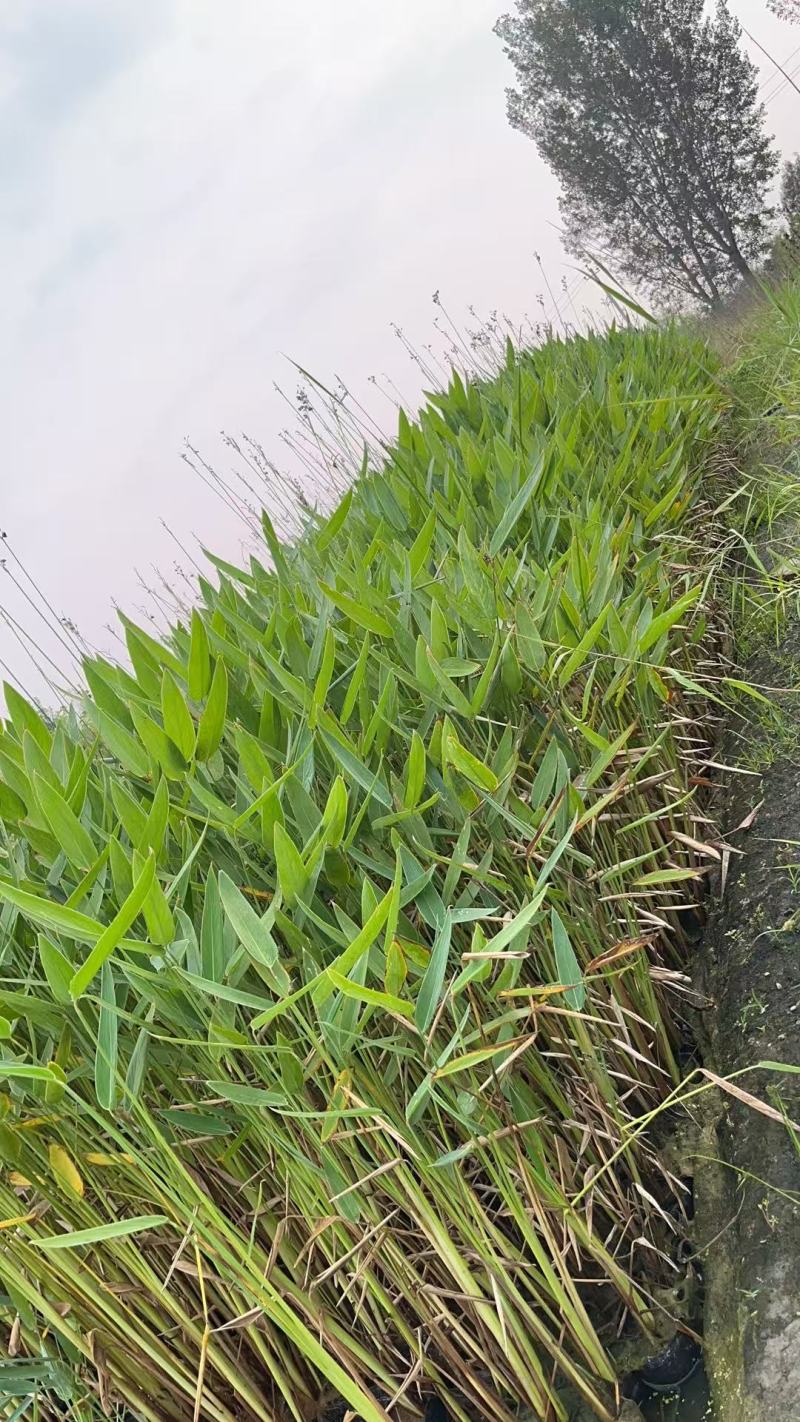 盆栽再力花苗产地货源充足欢迎电话联系