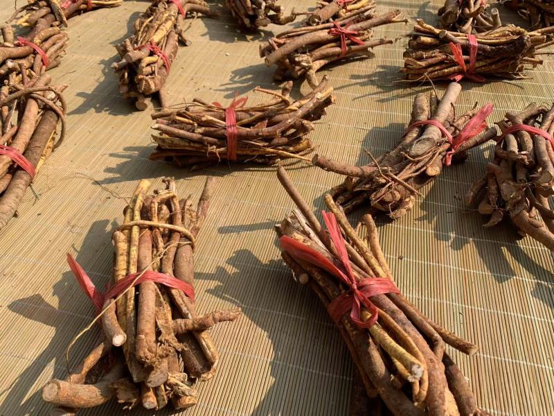 野生五指毛桃非人工种植鲜货直发保质保量