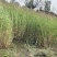 盆栽芦苇苗苗木基地货源充足产地直发欢迎电话联系