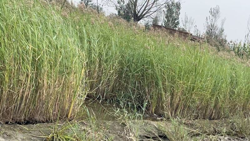 盆栽芦苇苗苗木基地货源充足产地直发欢迎电话联系