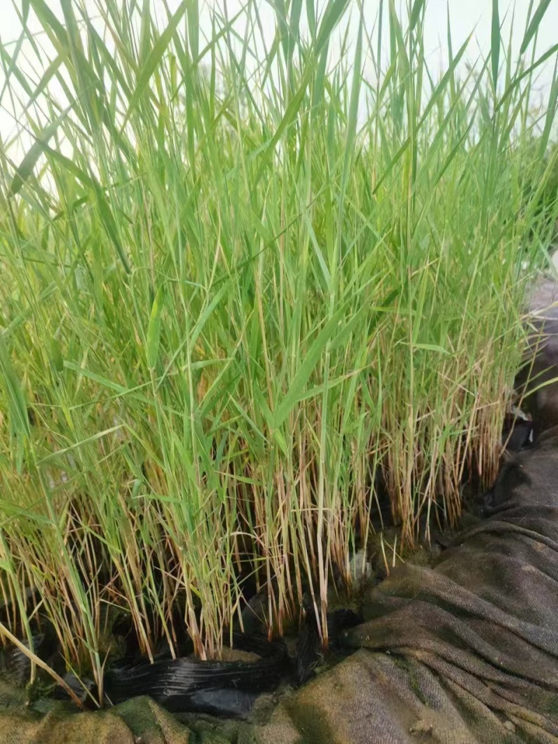 盆栽芦苇苗苗木基地货源充足产地直发欢迎电话联系