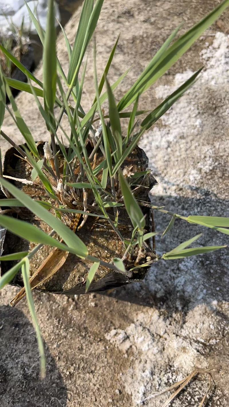 盆栽芦苇苗苗木基地货源充足产地直发欢迎电话联系