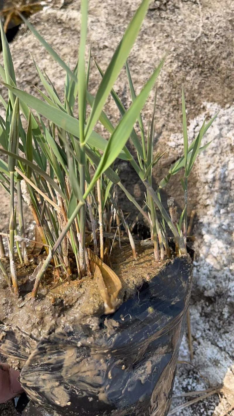 盆栽芦苇苗苗木基地货源充足产地直发欢迎电话联系