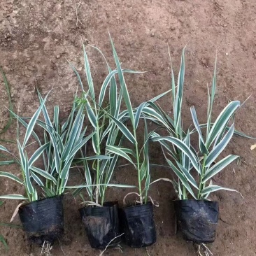 芦竹苗大量货源基地直发规格齐全欢迎电话联系
