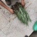 芦竹苗大量货源基地直发规格齐全欢迎电话联系
