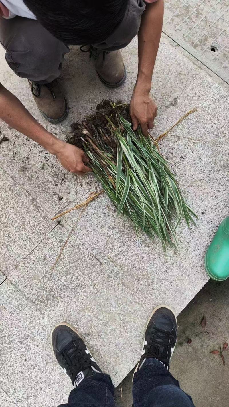 芦竹苗大量货源基地直发规格齐全欢迎电话联系