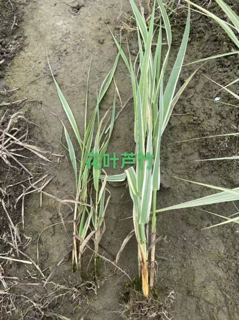芦竹苗大量货源基地直发规格齐全欢迎电话联系
