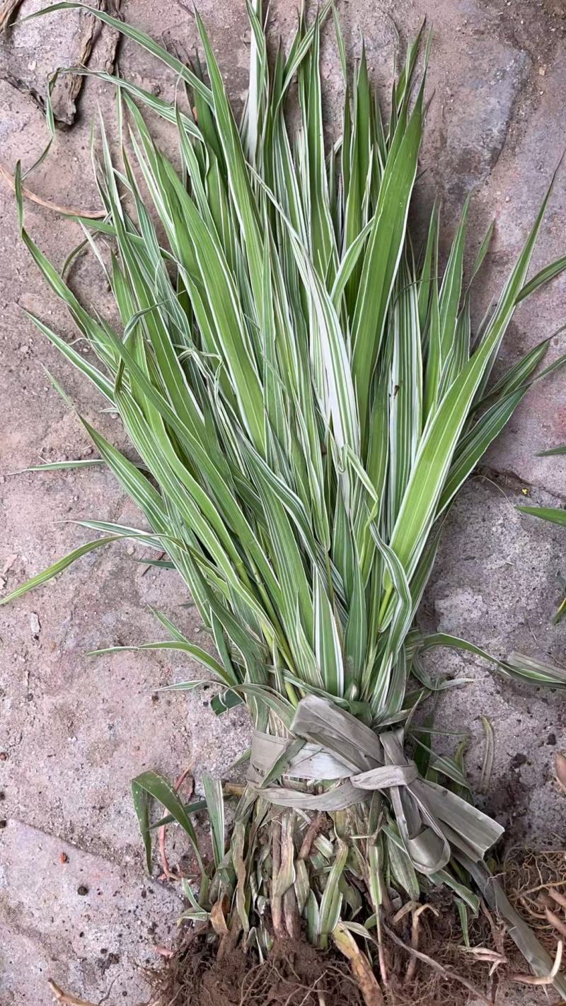 芦竹苗大量货源基地直发规格齐全欢迎电话联系