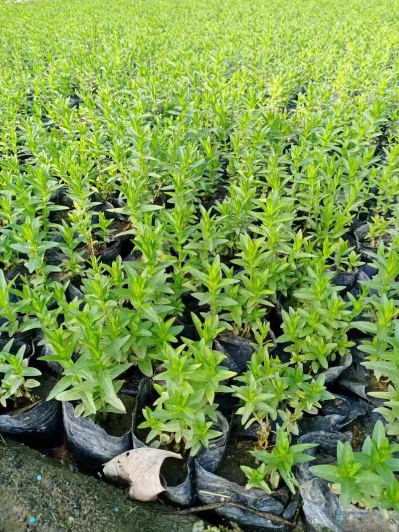 千屈菜苗基地大量货源规格齐全欢迎电话联系